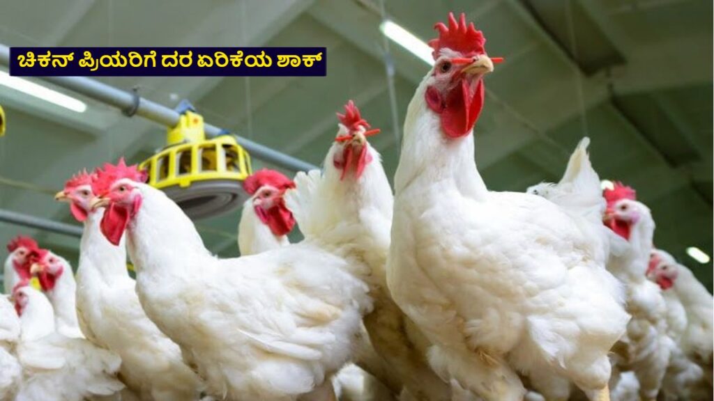 Karnataka Chicken Price Hike